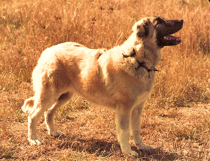 Hisar Adana Dalgin at 7 months - Import from England