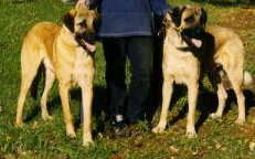 Hisar Akar (LEFT) w/ Sire: Hisar Barut (RIGHT)