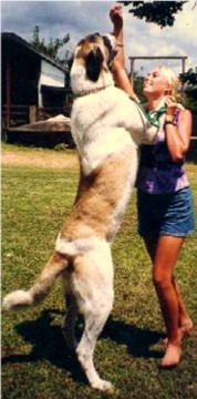 AUSTRALIAN AND AKC CHAMPION COBANKOPEGI Ala (Connor) 