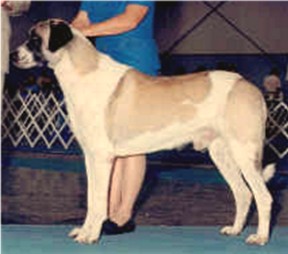 AUSTRALIAN AND AKC CHAMPION COBANKOPEGI Ala (Connor) 