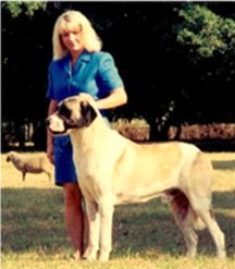 AUSTRALIAN AND AKC CHAMPION COBANKOPEGI Ala (Connor) 