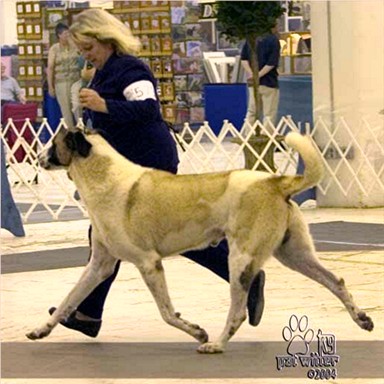 AUSTRALIAN AND AKC CHAMPION COBANKOPEGI Ala (Connor) in Atlanta GA in 2004.