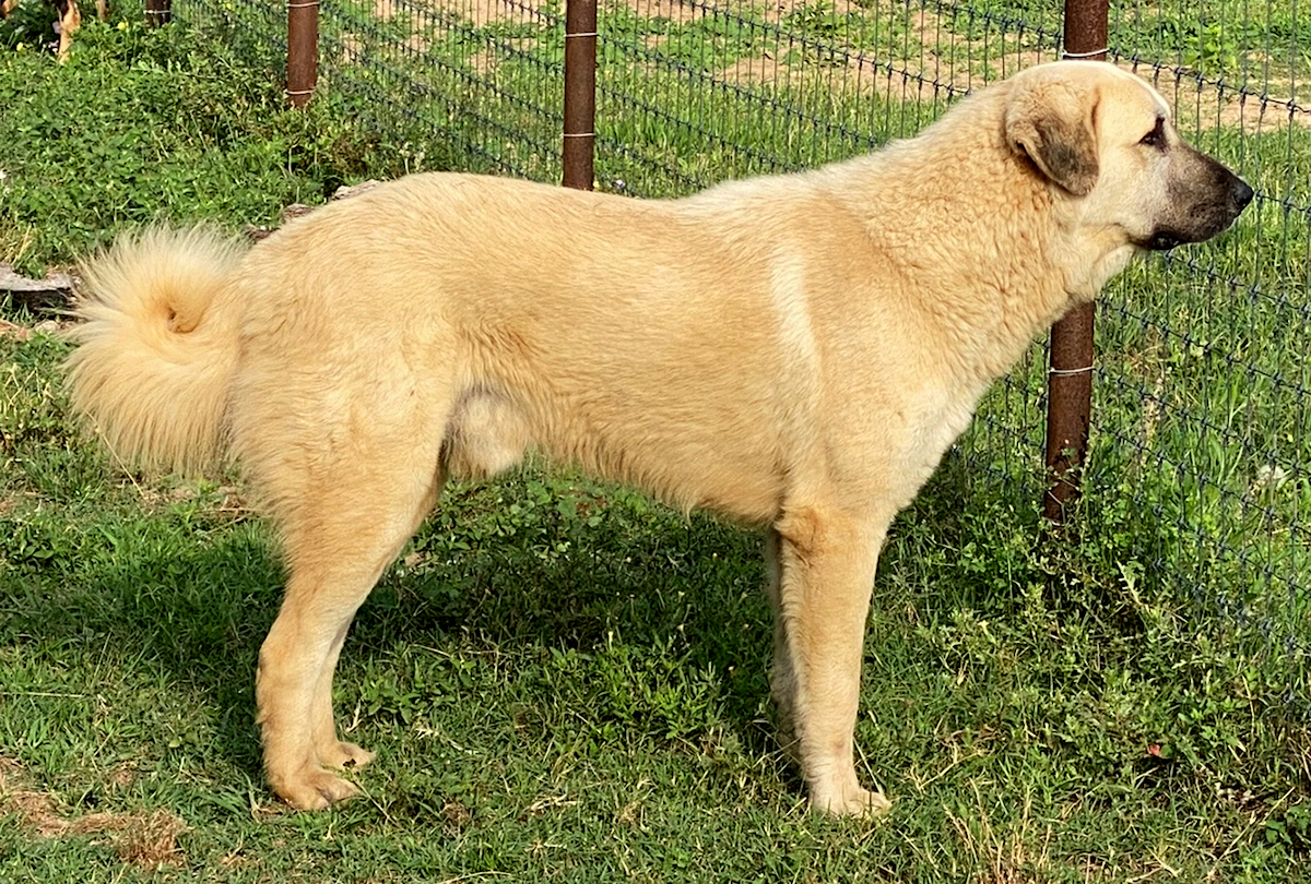 PWA Cedar Rock's ASLAN of EDGEBROOK on May 18, 2022