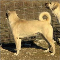 Lucky Hit Tawny Autumn - A Tuff Working Flock Guardian with Beauty, Excellent Conformation, and a Great Working Temperament