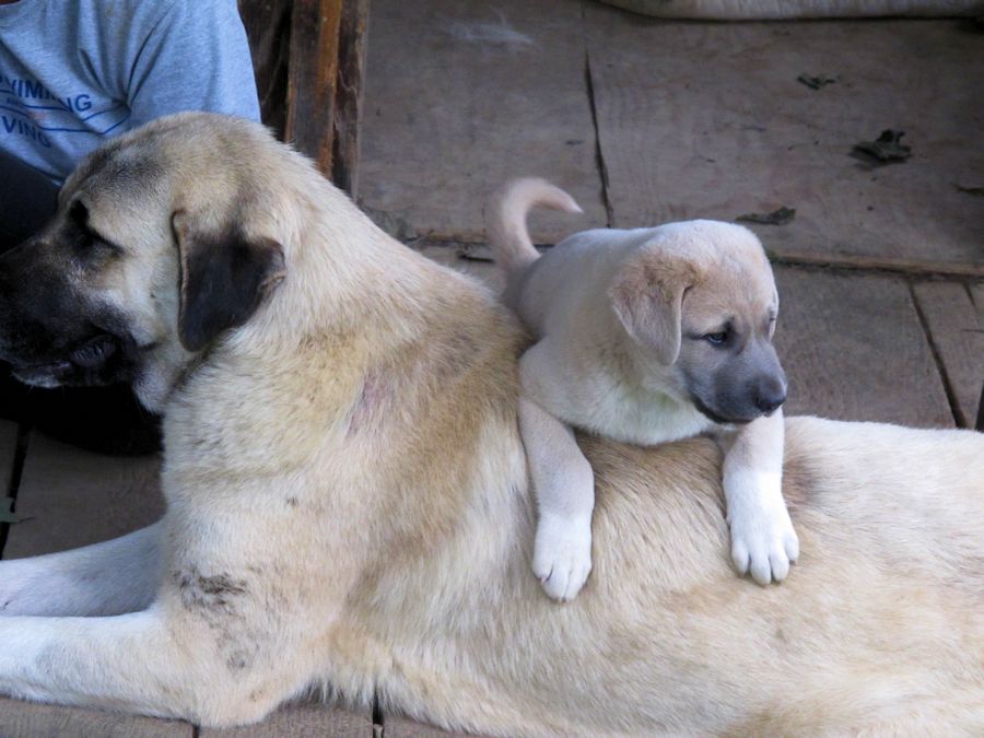 Superior Working Traits, including nurturing ability, Must Be a Responsible Breeders Primary Consideration For ALL Anatolian Breedings