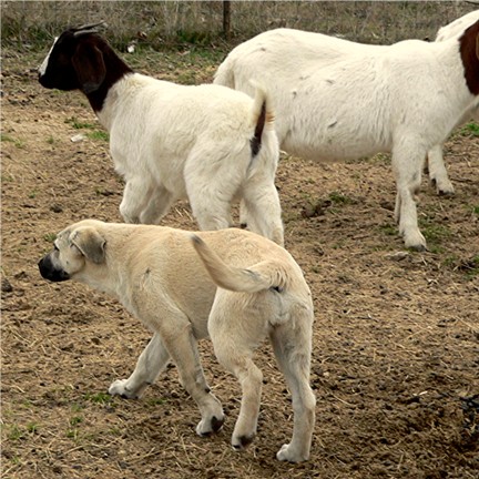 Bethany - Handsome x Grace Oct 30, 2004, litter