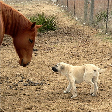 Bethany - Handsome x Grace Oct 30, 2004, litter