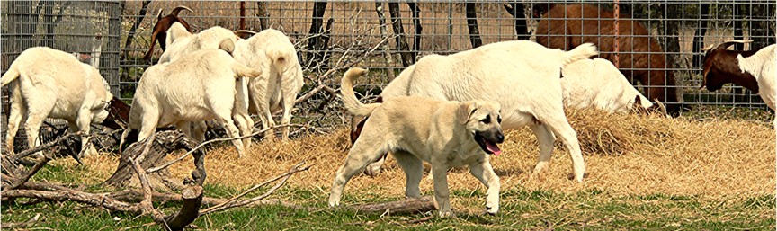 Bethany - Handsome x Grace Oct 30, 2004, litter