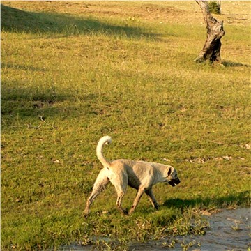 Bethany - Handsome x Grace Oct 30, 2004, litter