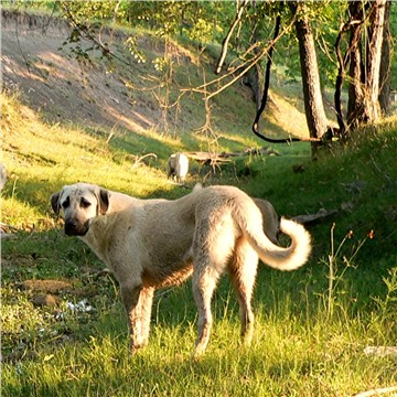 Bethany - Handsome x Grace Oct 30, 2004, litter
