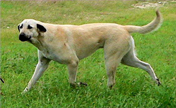 CHAMPION INANNA Bethany Bay of Lucky Hit - An Outstanding Working Flock Guardian with Beauty, Excellent Conformation, and a Great Working Temperament