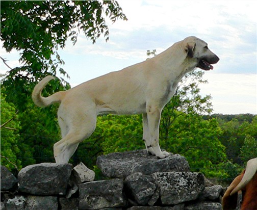 Bethany - Handsome x Grace Oct 30, 2004, litter