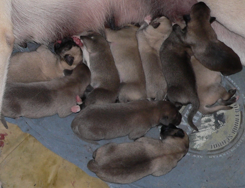 CHAMPION INANNA BETHANY BAY NOVEMBER 5, 2009 LITTER AT 2 DAYS