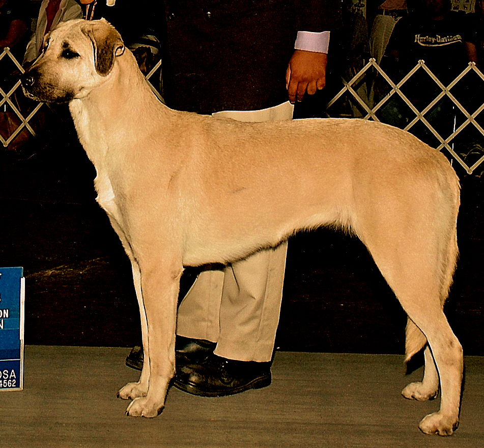 CHAMPION Inanna BETHANY Bay of LUCKY HIT (BETHANY) earning her AKC CHAMPIONSHIP at 1 1/2 years in only two show weekends