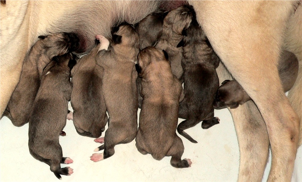 Bethany x Case May 1, 2008 litter at Lucky Hit Ranch