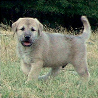 CHAMPION LUCKY HIT Bethany BEAR (03Born) at 6 weeks