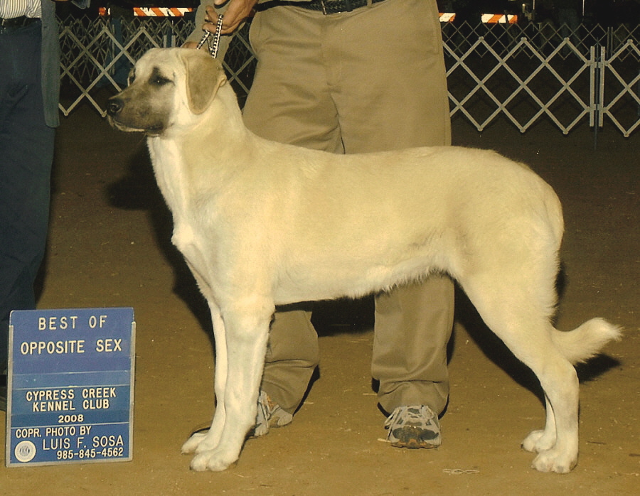 CHAMPION LUCKY HIT Bethany KUVVET at six months