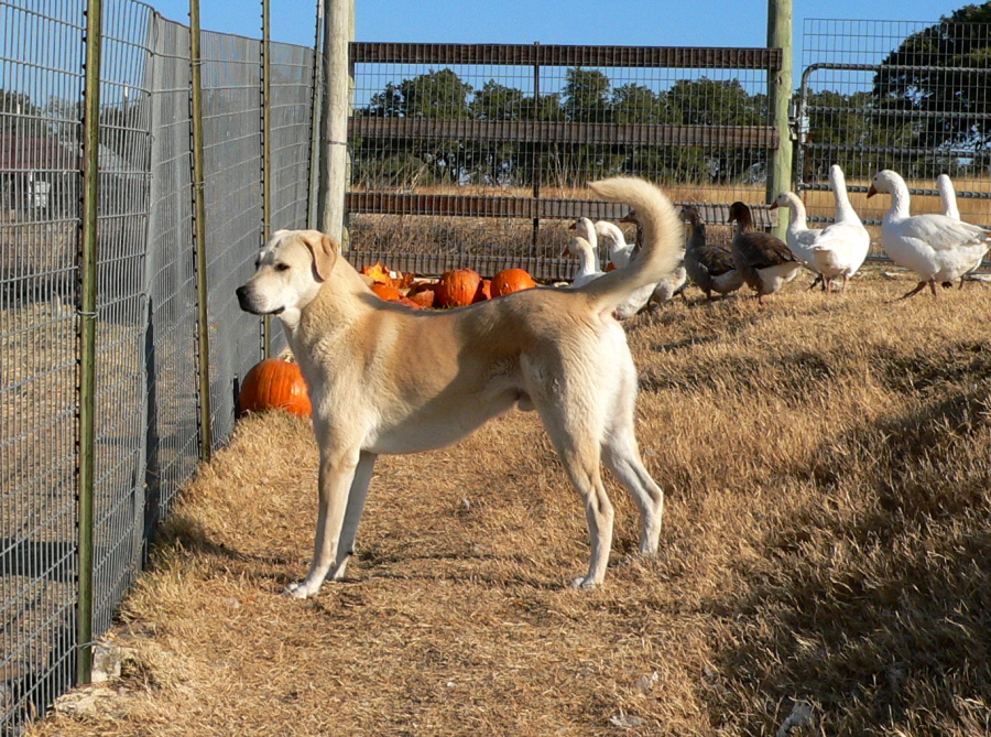 (CHAMPION LUCKY HIT Bethany NAZIK November 8, 2010, A BEAUTIFUL CASE/BETHANY PUP!!!)