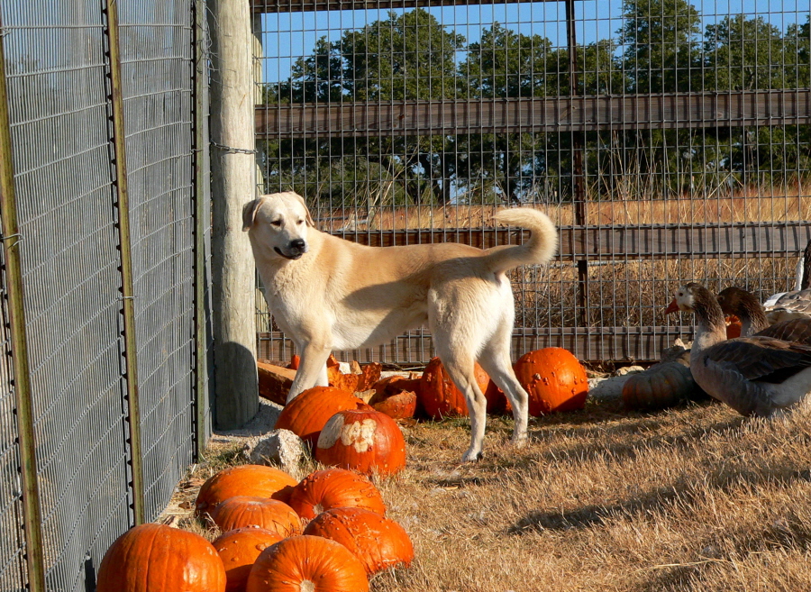 (CHAMPION LUCKY HIT Bethany NAZIK November 8, 2010, A BEAUTIFUL CASE/BETHANY PUP!!!)