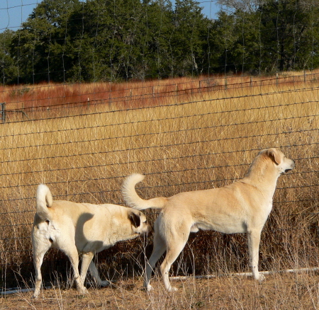 (CHAMPION LUCKY HIT Bethany NAZIK November 8, 2010, A BEAUTIFUL CASE/BETHANY PUP!!!)