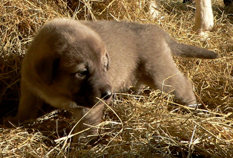  First Born in CASE/BETHANY litter 11/5/2009!!!)