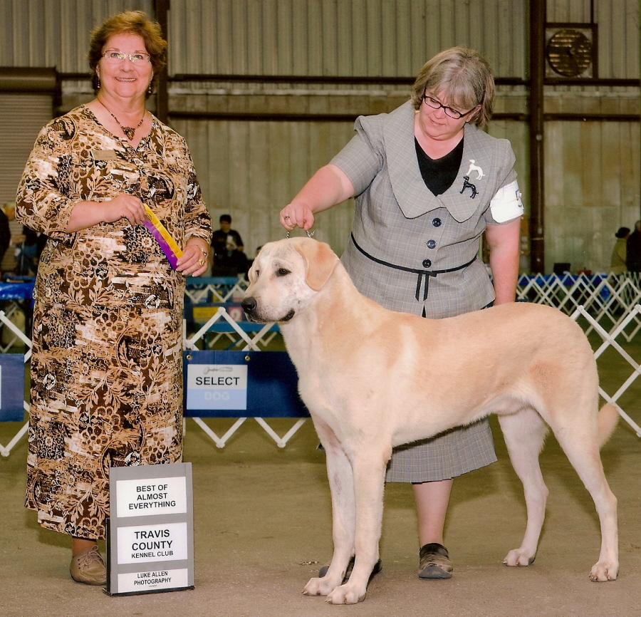  Badger taking BOB and a 3 point major: First Born in CASE/BETHANY litter 11/5/2009!!!)