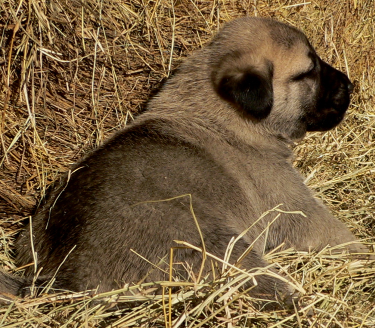  4th Born in CASE/BETHANY litter 11/5/2009!!!)