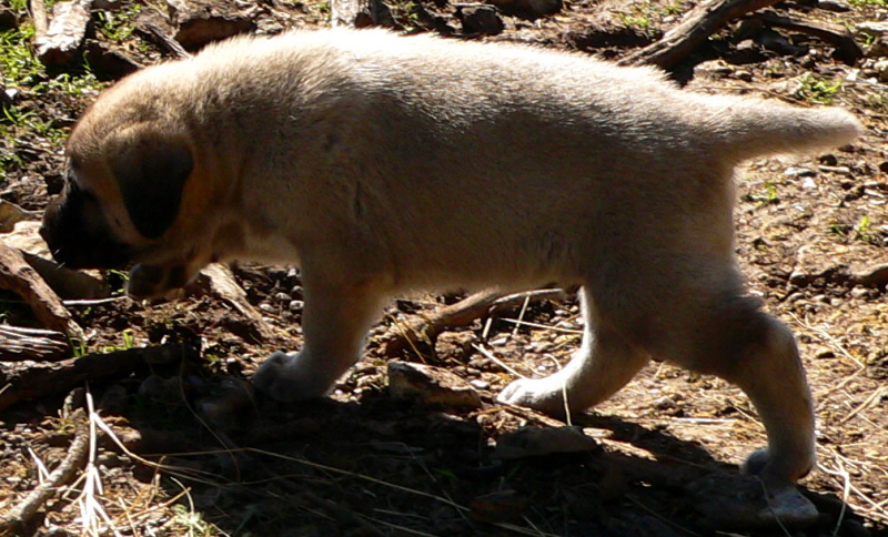  5th Born in CASE/BETHANY litter 11/5/2009!!!)