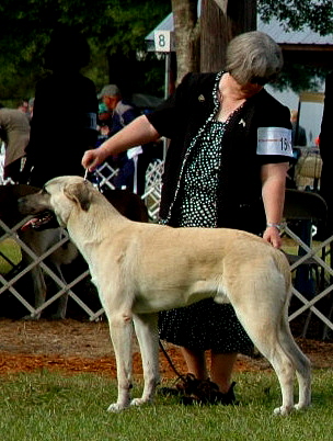   KEYIF on November 20, 2010, Natl Specialty, 5th Born in CASE/BETHANY litter 11/5/2009!!!)