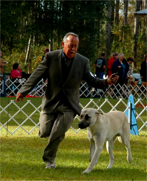  Keyif taking 1st place in the 12-15 month Puppy Sweeps at the National Specialty!!!)