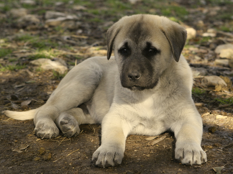   KEYIF on November 20, 2010, Natl Specialty, 5th Born in CASE/BETHANY litter 11/5/2009!!!)