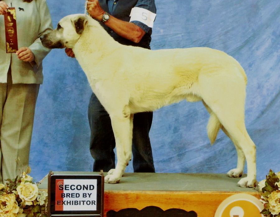   KEYIF on May 5, 2012 Major, BOB, Championship & GP 2 BBE, 5th Born in CASE/BETHANY litter 11/5/2009!!!)