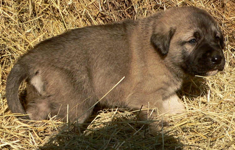  7th Born in CASE/BETHANY litter 11/5/2009!!!)