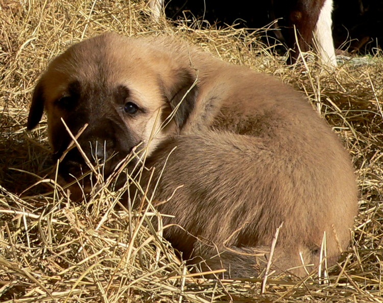  8th Born in CASE/BETHANY litter 11/5/2009!!!)