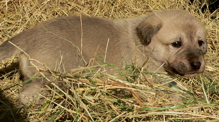  9th Born in CASE/BETHANY litter 11/5/2009!!!)