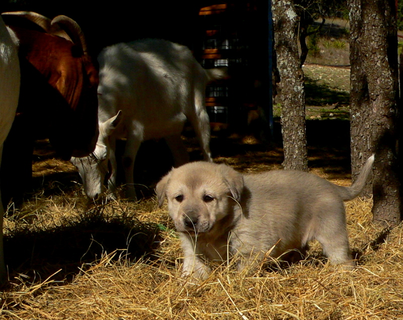  9th Born in CASE/BETHANY litter 11/5/2009!!!)