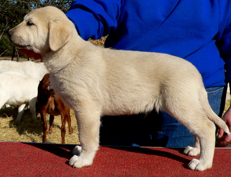  9th Born in CASE/BETHANY litter 11/5/2009!!!)