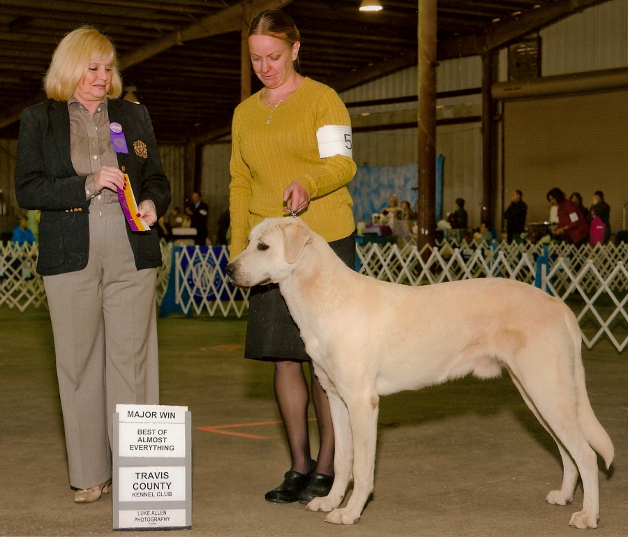  Callum taking BOB and a 4 point major: First Born in CASE/BETHANY litter 11/5/2009!!!)