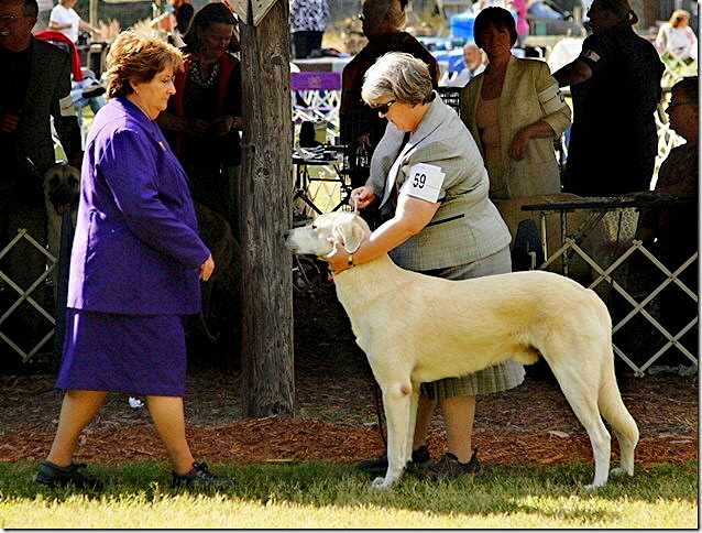 BEYAZ KUMRU (CALLUM) being examined by Nikki Rigsbee AT THE NOVEMBER 2010 Ocala, Florida Show weekend!!!)