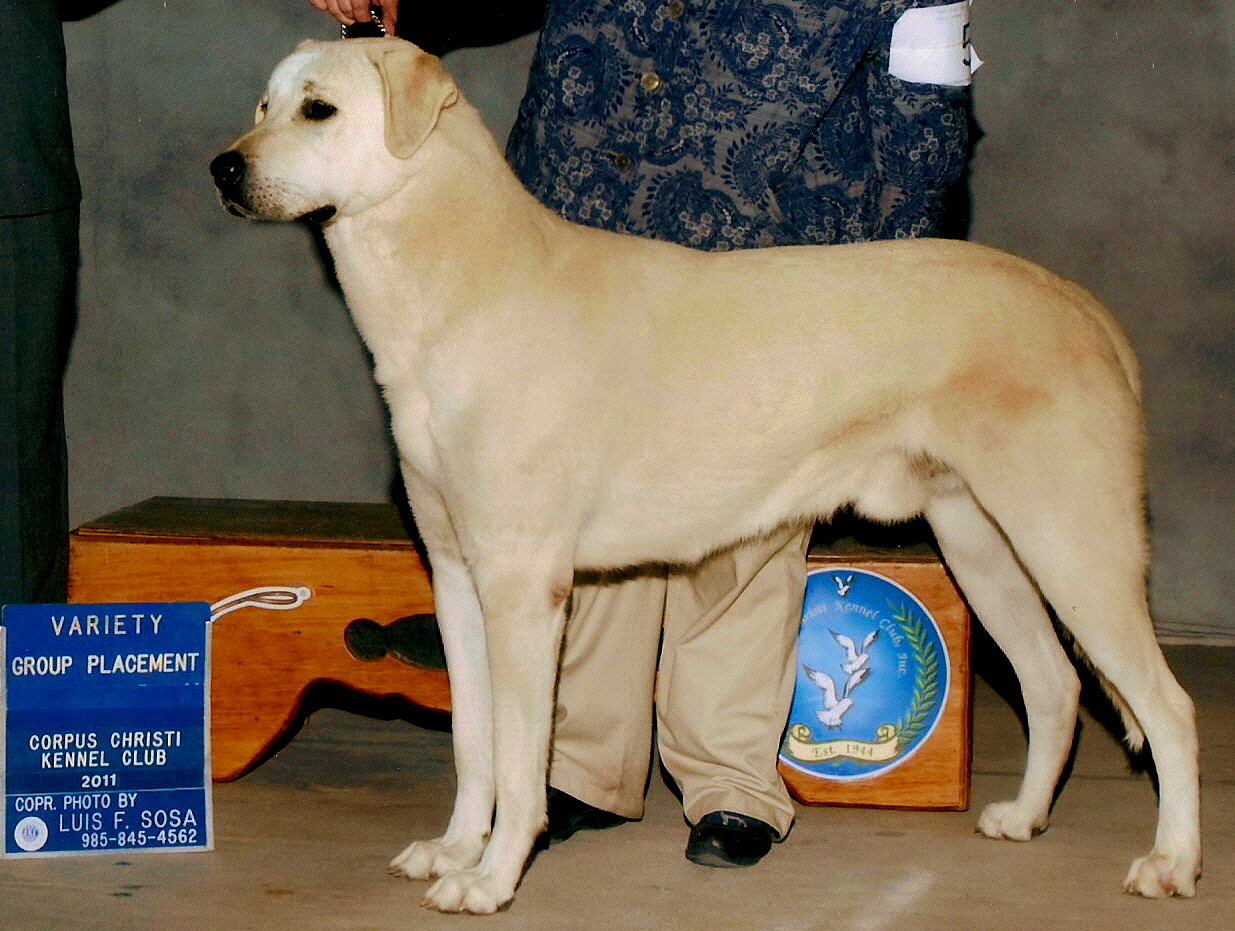 GRAND CHAMPION LUCKY HIT BEYAZ KUMRU (CALLUM) taking a GROUP PLACEMENT at the Corpus Christi Show in January 2011