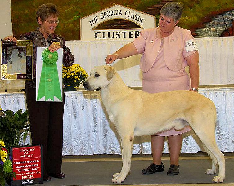 BEYAZ KUMRU (CALLUM) receiving his AWARD OF MERIT at the 2012 ASDCA National Specialty.!!!)