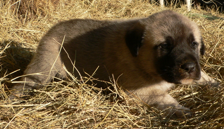  10th Born in CASE/BETHANY litter 11/5/2009!!!)