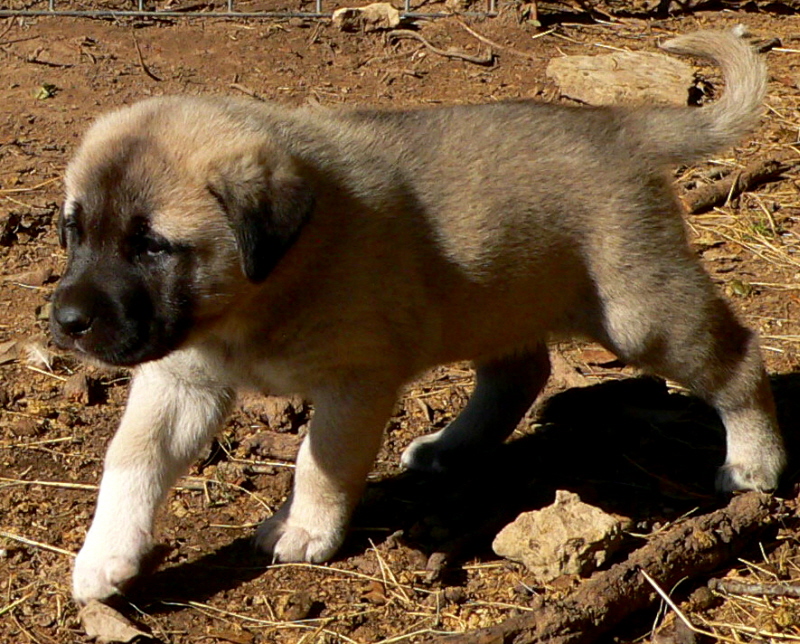  10th Born in CASE/BETHANY litter 11/5/2009!!!)