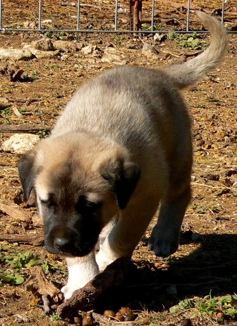  10th Born in CASE/BETHANY litter 11/5/2009!!!)