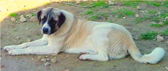 Beau (at 7 months and over 100 pounds) resting