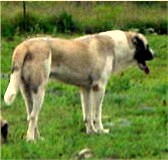 Beau in pasture (14 months old)