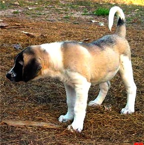 Lucky Hit's Shadow Beau, a dutch marked Anatolian