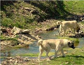 Beau checking out the creek at Lucky Hit