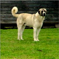 Beau (at 1 year nine months and 128 pounds) guarding newborn kids