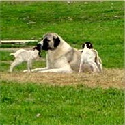 Beau (at 1 year nine months and 128 pounds) guarding newborn kids